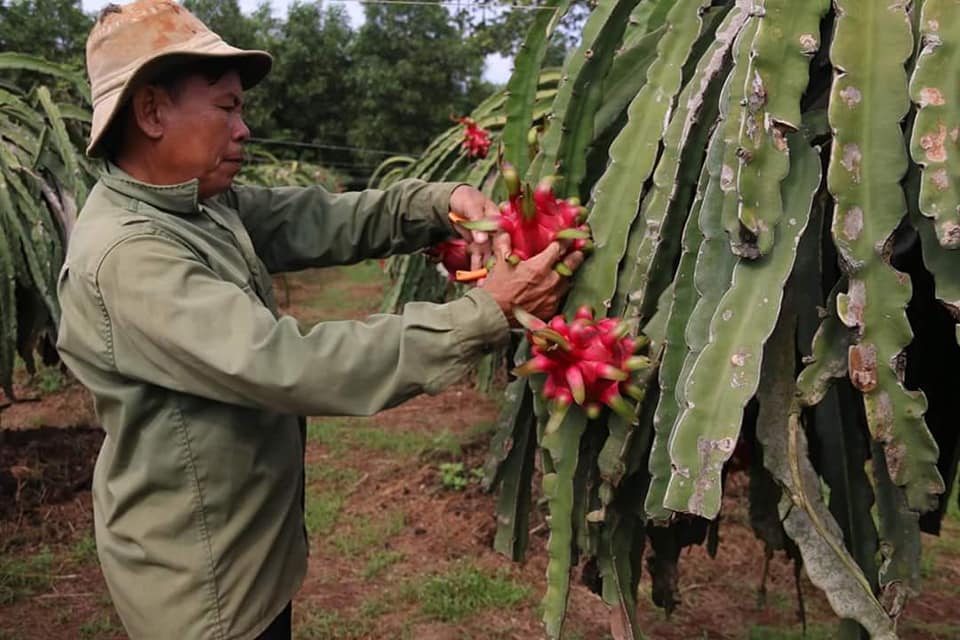 Lại 'giải cứu' thanh long