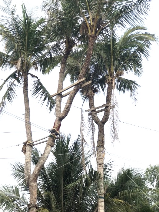 Giồng Trôm (Bến Tre): Cây dừa ba ngọn “tam tài” được ngã giá 2,5 tỷ đồng nhưng chủ nhân không bán