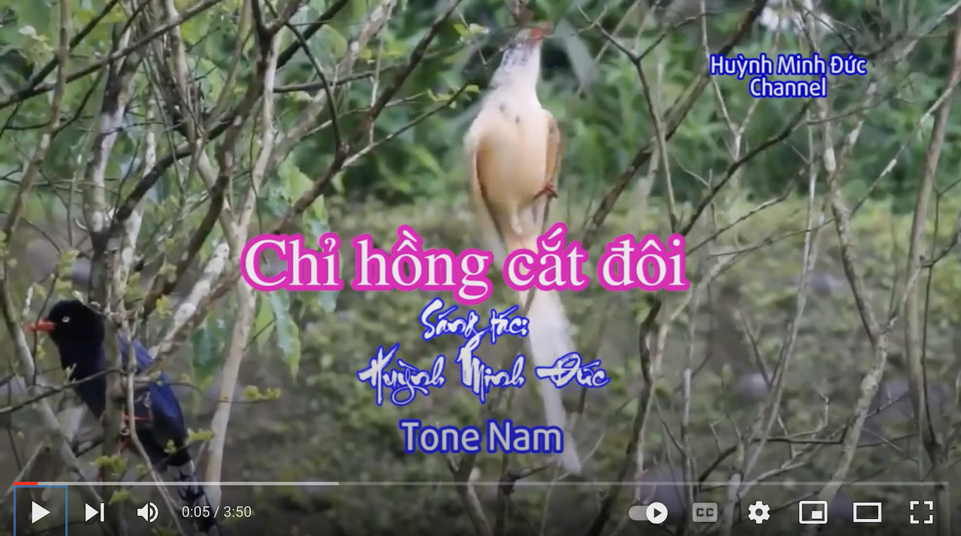 Chỉ hồng cắt đôi